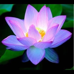 Meet your Posher, Shahd